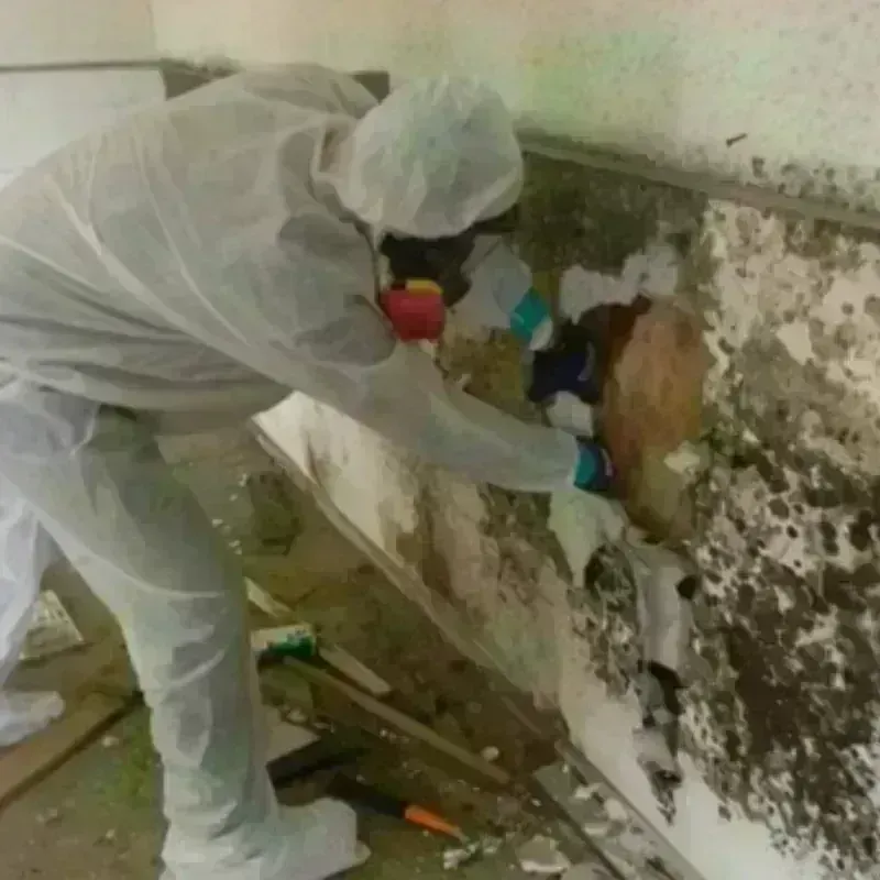 Mold Remediation and Removal in Woodbridge, VA